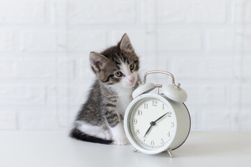 cute gray cat kitten sitting on white isolated background next to white big alarm clock. High...