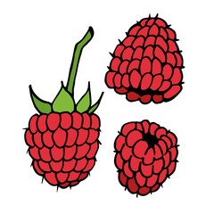 Raspberry on white background. Vector image.