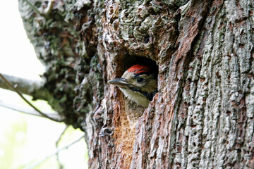 Great spotted woodpecker and chick in the woods