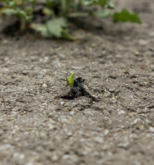 small plant growing through an asphalt