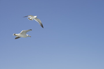 Fototapeta na wymiar 푸른 하늘을 자유롭게 날고있는 갈매기