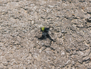  small plant growing through an asphalt