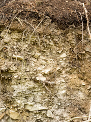 lithosol soil