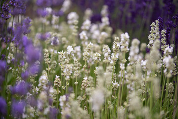 Lavender flowers in bloom in a field. Different shades of lavender flower. Growing for aromatherapy. Natural photo. Macro