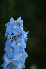 Delphinium blue flower isolated on blurr garden background.