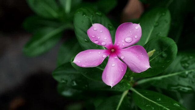 Pink, purple periwinkle on garden. Close up shot flower with wind, macro shot.
Top view of periwinkle (Catharanthus roseus), Bloom flower swaying