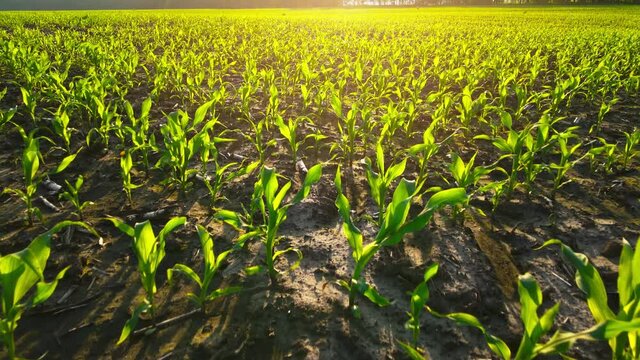 Rows of green corn shoots in summer at dawn. Aerial shot of corn field. The green corn sprouts, technology of growing corn. Low view, slow motion