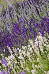 Lavender flowers in bloom in a field. Different shades of lavender flower. Growing for aromatherapy. Natural photo. Macro