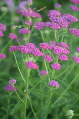 Purple pink yarrows on green garden background.