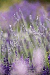 Lavender flowers in bloom in a field. Different shades of lavender flower. Growing for aromatherapy. Natural photo. Macro