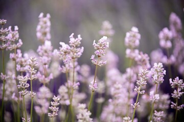 Lavender flowers in bloom in a field. Different shades of lavender flower. Growing for aromatherapy. Natural photo. Macro