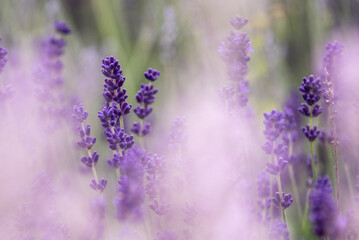 Lavender flowers in bloom in a field. Different shades of lavender flower. Growing for aromatherapy. Natural photo. Macro
