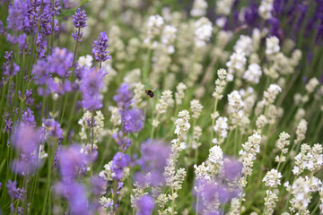 Lavender flowers in bloom in a field. Different shades of lavender flower. Growing for aromatherapy. Natural photo. Macro