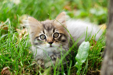 Naklejka na ściany i meble The little kitten lies in the grass and looks into the camera with a selective focus