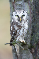 Close -up portrait of tiny brown owl with shining yellow eyes and a yellow beak in a beautiful natural environment. Boreal Owl known also as Tengmalm‘s Owl or Richardson's Owl, Aegolius funereus.