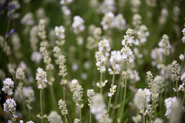 Lavender flowers in bloom in a field. Different shades of lavender flower. Growing for aromatherapy. Natural photo. Macro