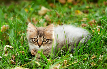 Naklejka na ściany i meble A domestic little kitten hid in the grass, a soft selective focus