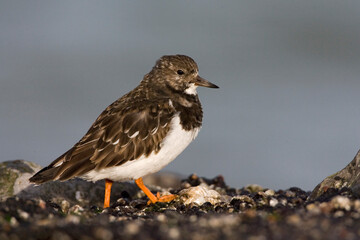 Steenloper, Ruddy Turnstone, Arenaria interpres