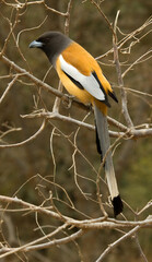 Zwerfekster, Rufous Treepie, Dendrocitta vagabunda