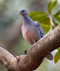 Oriental Turtle-Dove, Oosterse Tortel, Streptopelia orientalis