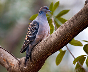 Oriental Turtle-Dove, Oosterse Tortel, Streptopelia orientalis
