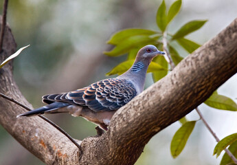 Oriental Turtle-Dove, Oosterse Tortel, Streptopelia orientalis