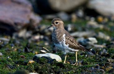 Patagonische Plevier, Rufous-chested Dotterel, Charadrius modestus