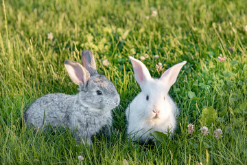 two cute gray animals funny bunny on a background of green grass and clovers in the afternoon in...
