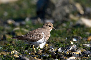 Patagonische Plevier, Rufous-chested Dotterel, Charadrius modestus