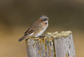 Roodkraaggors, Rufous-collared Sparrow, Zonotrichia capensis