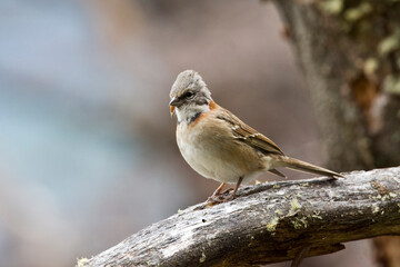 Roodkraaggors, Rufous-collared Sparrow, Zonotrichia capensis