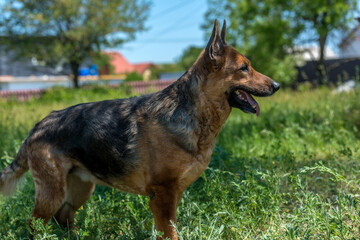 old german shepherd among green grass