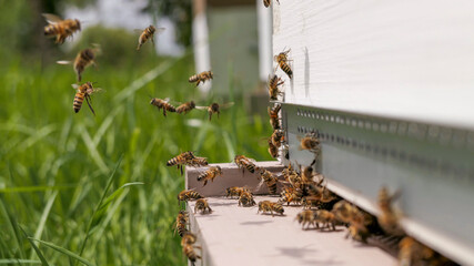   Intense activit&eacute; sur le plateau de ruche
