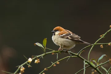 Fototapeten Roodkopmus, Russet Sparrow, Passer rutilans © AGAMI