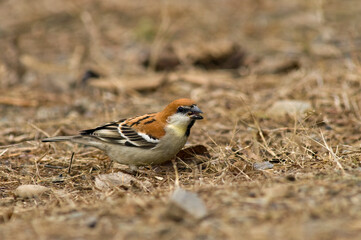 Naklejka premium Roodkopmus, Russet Sparrow, Passer rutilans