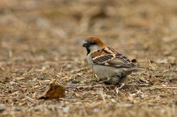 Roodkopmus, Russet Sparrow, Passer rutilans