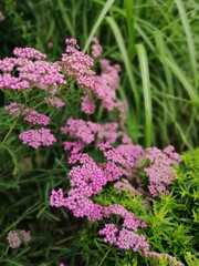 floral background with a blurred backdrop of pink blooming yarrow or achillea on a green backdrop. Flower wallpaper.