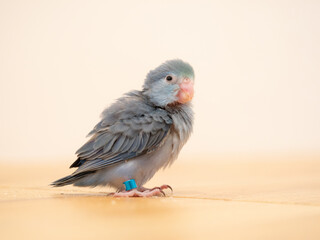 Cobalt turquoise split pastel standing on floor. parrotlet bird. Selective focus