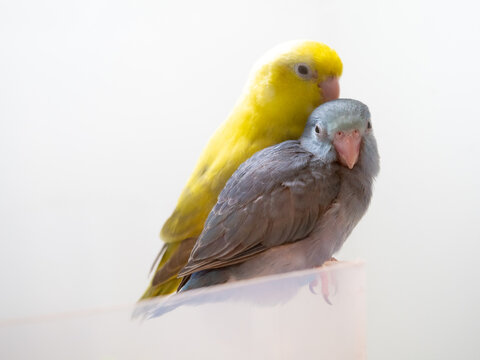 Two forpus pastel dark green 
 color and cobalt turquoise split pastel perching on box. parrotlet bird 