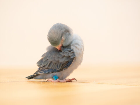 Cobalt turquoise split pastel standing on floor. parrotlet bird. Selective focus
