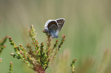 Argus-Bläuling - Silver-studded blue