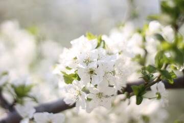 flowers lilac cherry first flowers bush with flowers floral white flowers buds 
