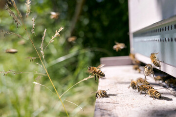 Abeilles butineuses décollant et atterrissant sur le plateau de ruche. Gardiennes.