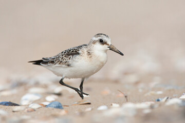 Drieteenstrandloper, Sanderling, Calidris alba