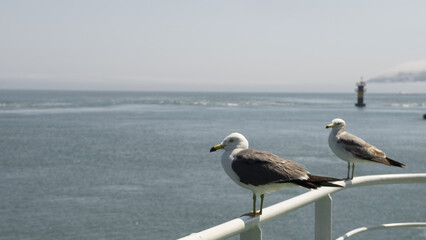 평화롭게 쉬고 있는 갈매기