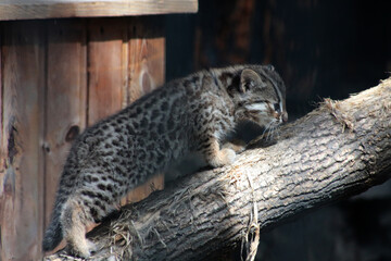 close up portrait of leopard cat kitten walkin on a log