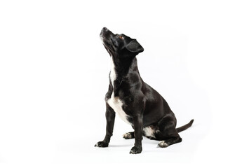 small black dog looking isolated white background - Powered by Adobe