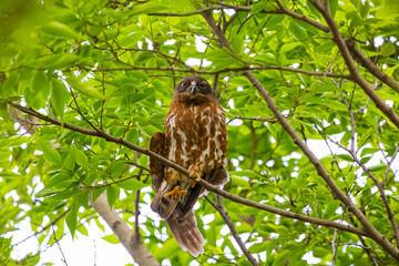 寝起きで伸びをするアオバズク