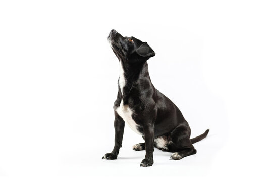 small black dog looking isolated white background