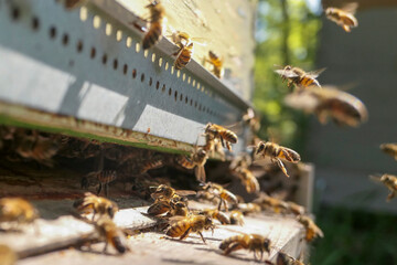 Intense activité de retour de  butinage à l'entrée de la ruche.Gardiennes, butineuses...